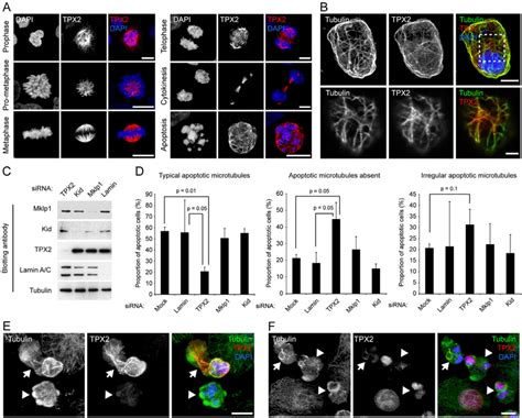 Tpx Is Released From The Nucleus During Apoptosis Co Localises With