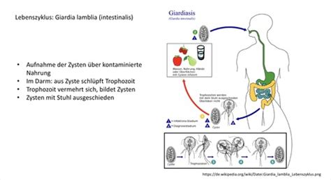 Protozoen 1 Flashcards Quizlet