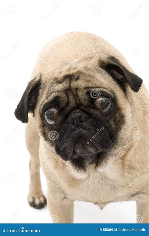 Bugged Eye Pugs Stock Photo Image Of Isolated Bugged 5588918