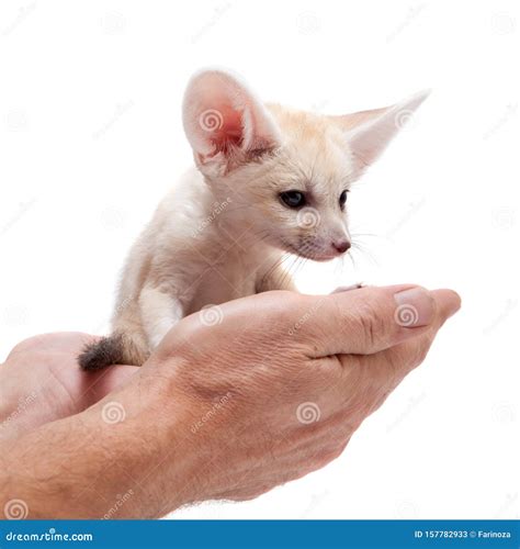 Joli Renard De Fennec Sur Fond Blanc Image Stock Image Du Expression