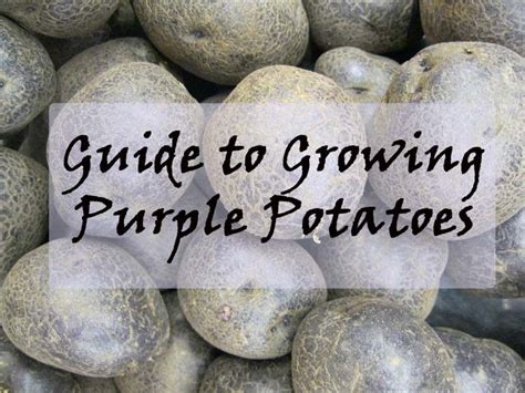 Confused About What Type Of Potato To Grow This Year Consider Purple Potatoes We Ve Compared 4