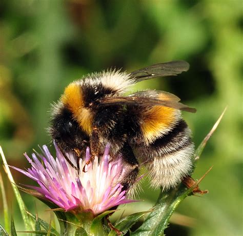 Mundo Natural Faluke: Bombus terrestris