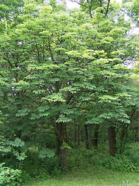 Horse Chestnut Tree - North American Insects & Spiders