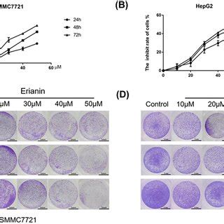 Cytotoxic Effect Of Erianin On The HCC Cells A The MTT Assay Of