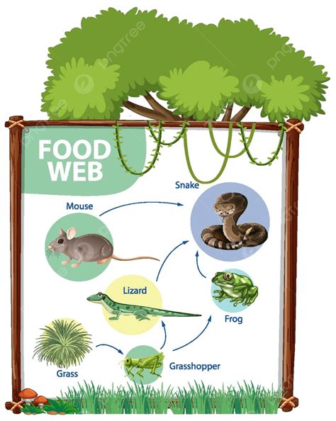 Concepto De Diagrama De Cadena Alimentaria Comer Cadena De Dibujos