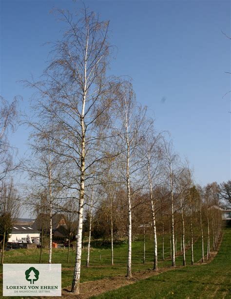 Betula Pendula Baumschule Lve