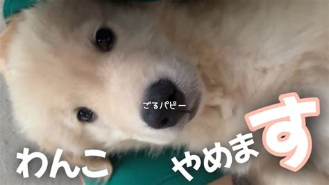 人間の子どもみたいに寝ちゃった子犬 ゴールデンレトリバーパピー たふく Golden Retriever Puppy Youtube