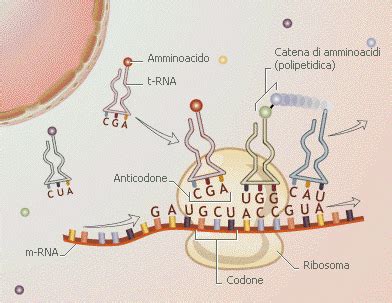 La Sintesi Delle Proteine E Il Codice Genetico Bald Mountain Science