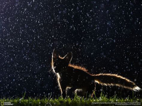 Top 20 Pics From 2016 National Geographic Nature Photographer Of The ...