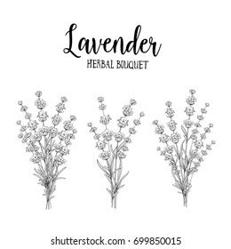 Set Lavender Flowers Elements Collection Lavender Stock Vector Royalty