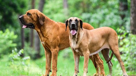 Os Cachorros Mais Perigosos Do Mundo Em Saiba Como Adestr Los