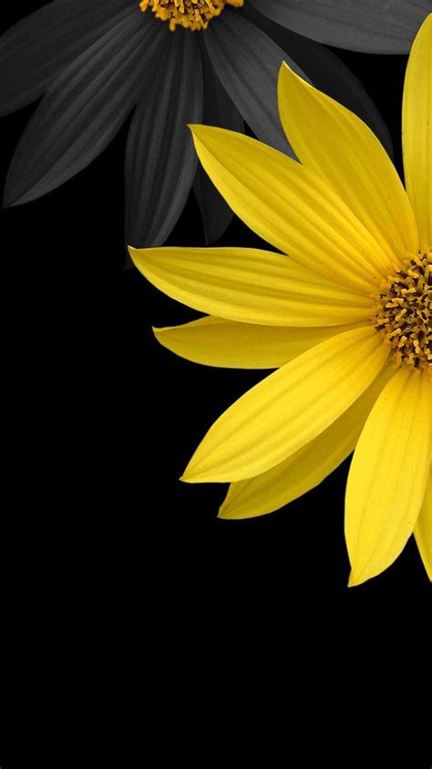 Black Sunflower Wallpapers - Top Free Black Sunflower Backgrounds - WallpaperAccess