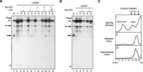 Dissociation Of Lariat Intron As Naked Rna Catalyzed By Ntr Complex