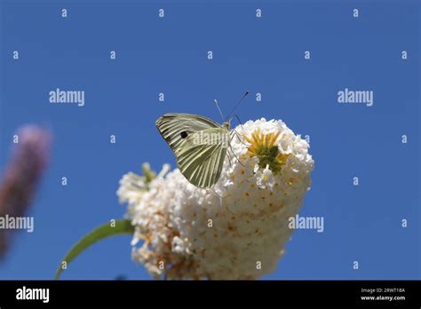 Pieris Brassicae On An Unidentified Plant Stock Photo Alamy