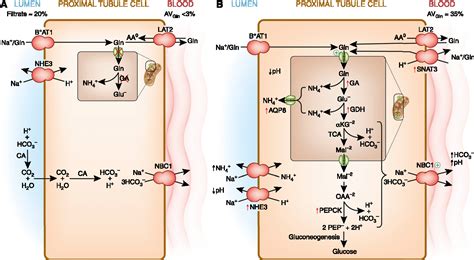 Proximal Convoluted Tubule Cells