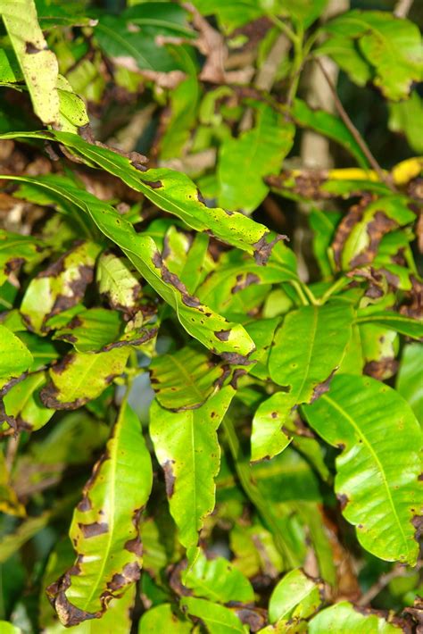 Mango Anthracnose Leaf Phase Pathogen Colletotrichum Gl Flickr