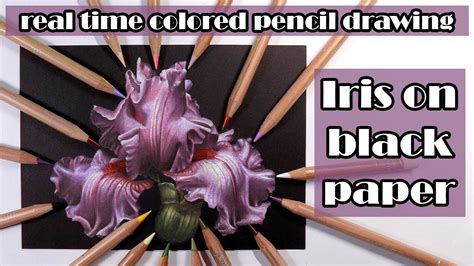 Pink Iris Real Time Drawing In Colored Pencil Caran Dache Luminance On Black Paper In 2023