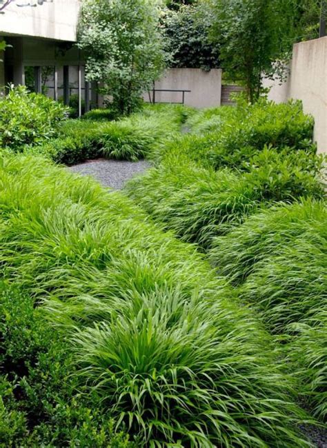 Gardeninglovers Hakonechloa Macra Carex Garden Design By Carolyn