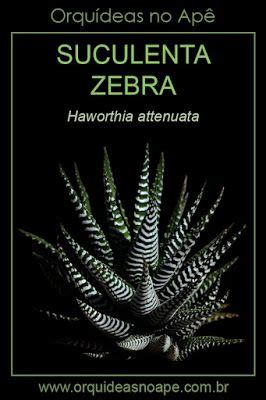 Suculenta Zebra Haworthia Attenuata Artofit