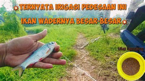 Beruntung Nemu Spot Di Pinggir Persawahan Ternyata Ikanya Besar