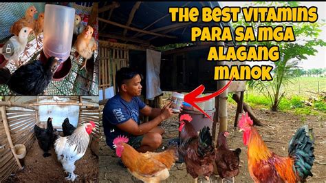 The Best Na Vitamins Para Sa Ating Mga Alagang Manok FREE RANGE CHICKEN