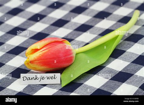 Dank Je Wel Which Means Thank You In Dutch Card With Red Tulip On