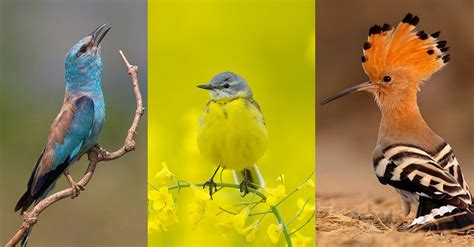 Top Des Oiseaux Les Plus Color S De France