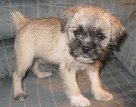 Pug And Miniature Schnauzer Schnug Pug Mix Pug Mixed Breeds Pug Cross