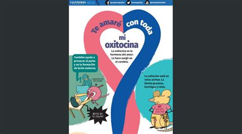 C Mo Funciona La Oxitocina La Hormona Del Amor Prensa Gr Fica