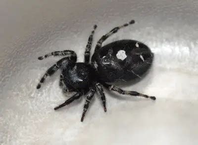 Phidippus Audax Daring Jumping Spider Usa Spiders