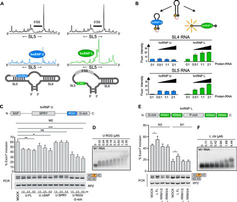 HnRNP L And HnRNP U Antagonistically Modulate MALT1 Pre MRNA Structure