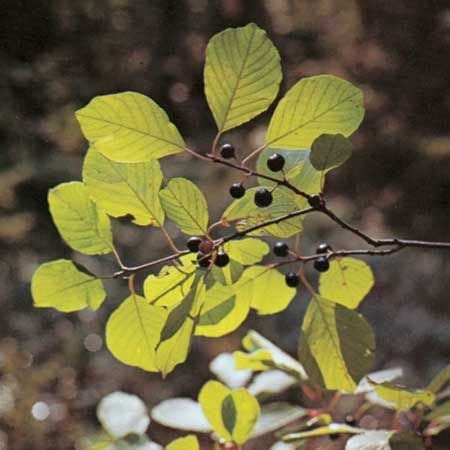 Alder buckthorn | Edible Berries, Medicinal Uses & Wildlife Habitat ...