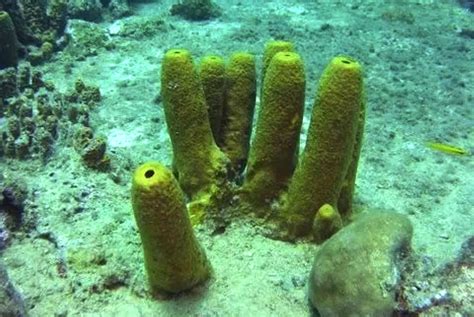 Primitive Freshwater Sponges Found In Sw Chinas Nature Reserve