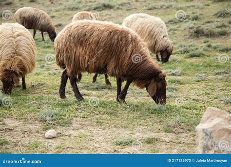 Ovinos No Campo Imagem De Stock Imagem De Ovelha Swabian