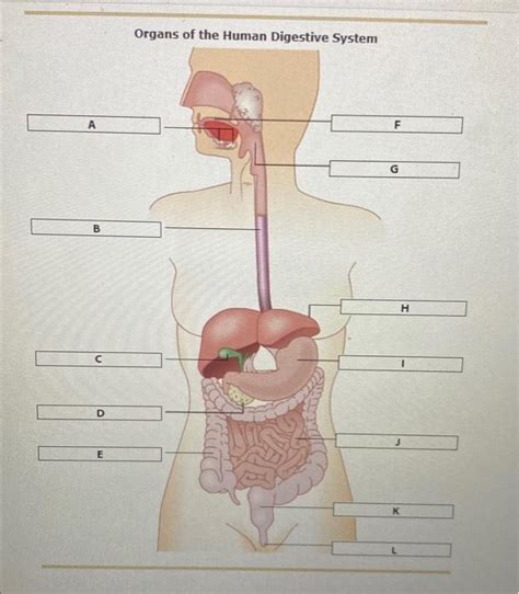 Solved 1 A Doser Look Physiology Of Human Digestion And Chegg