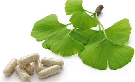 Ginkgo Biloba Para Que Serve Benef Cios E Como Tomar Treino