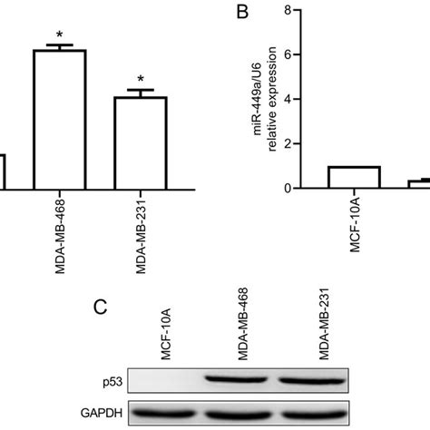 Expression Of P And Mir A In Breast Cancer Cells And Normal Breast