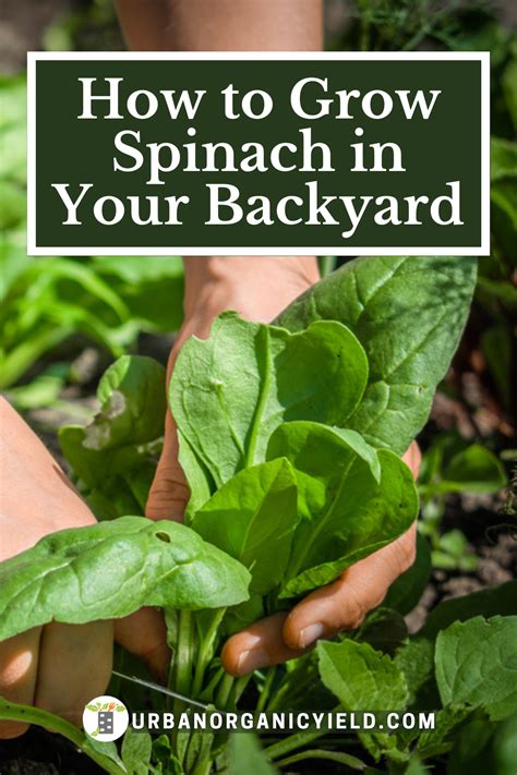 Get A Step By Step Guide On How To Grow Spinach In A Container Pot Or