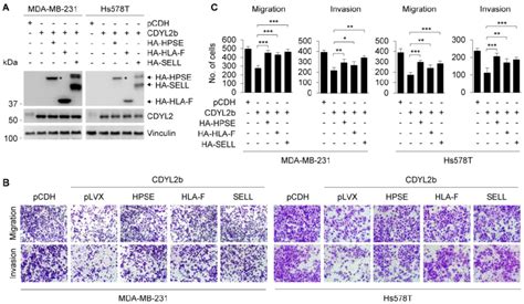 Cdyl B Inhibits Breast Cancer Cell Migration And Invasion Through