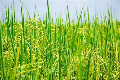 Pastizales Verdes Hierba Azul En La Granja Cielo Nubes Fondos Nublados