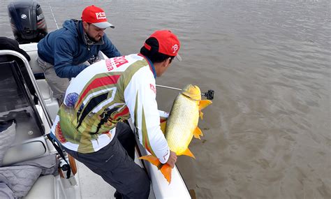 Pesque Solte No Pantanal Saiba Como Praticar Uma Pesca Esportiva