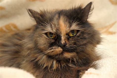 Tortoiseshell Persian Cat 8 Facts To Make You Fall For Her