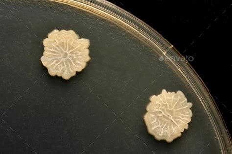 Bacterial Colonies Grown On Agar Plate Bacillus Subtilis Stock Photo