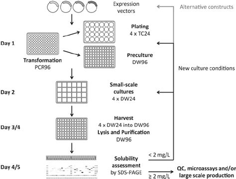 Schematic Representation Of The High Throughput Expression Screening Download Scientific