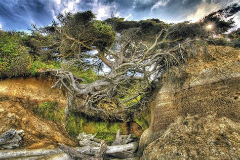 The Floating Tree Photograph By James Holmdahl Pixels