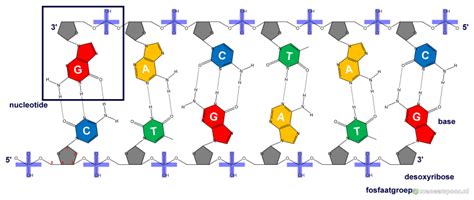 Wat Zijn Dna En Rna En Hoe Zien Deze Moleculen Er Uit Biologie Van