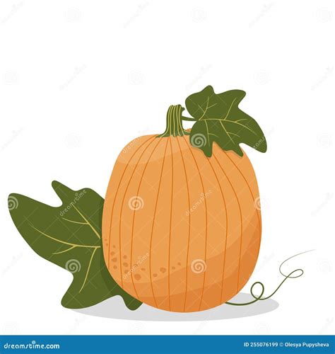 Dibujo Vectorial De Una Calabaza Con Hojas Ilustraci N Del Vector