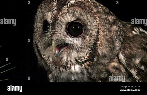 Eurasian Tawny Owl Strix Aluco Stock Videos Footage HD And 4K Video