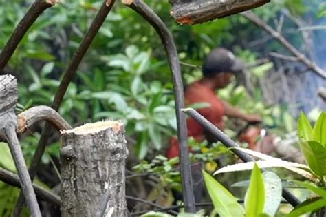 RIAUPAGI Hutan Mangrove Di Pesisir Lingga Terancam Hilang Jadi