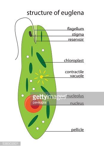 Vector Euglena Structure Stock Clipart Royalty Free FreeImages